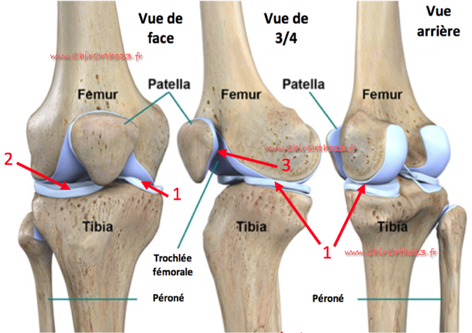 Douleur de la rotule Syndrome rotulien fémoro-patellaire ...