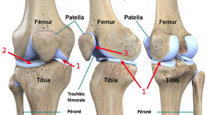 Anatomie du genou : comprendre arthroscopie et chirurgie des ménisques