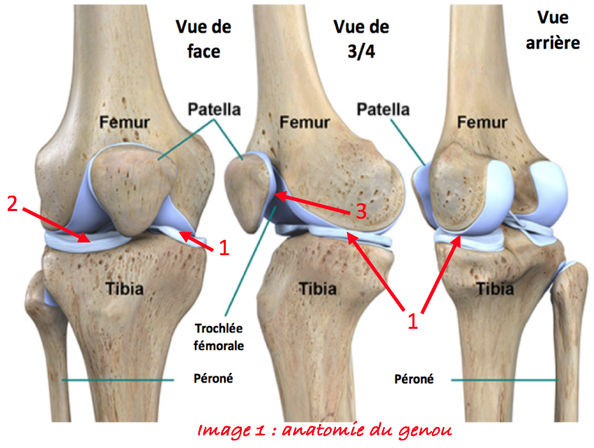 Anatomie du genou : comprendre arthroscopie et chirurgie des ménisques