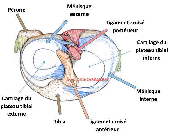 Arthroscopie du genou et chirurgie des ménisques
