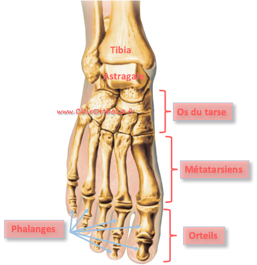 Hallux valgus et autres pathologies de l'avantpied mécanismes et traitements Dr Philippe Paris