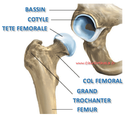 Anatomie de la hanche: cartilage de la tête fémorale et du cotyle.